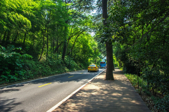 森林道路