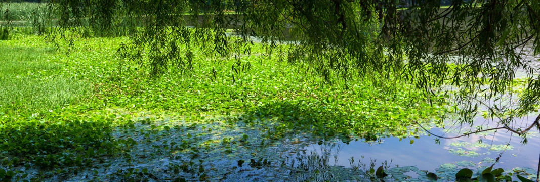 夏日池塘睡莲浮萍绿柳