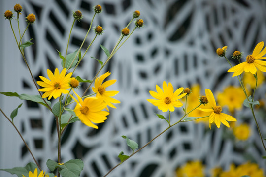 菊芋 花