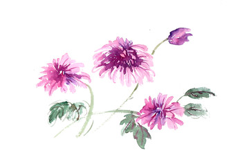 插畫(huà)紫色秋菊