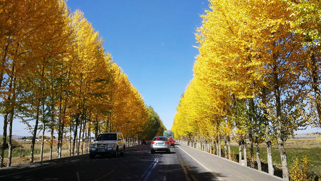 最美国道 秋景 黄叶 227国