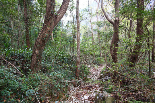 山林小道