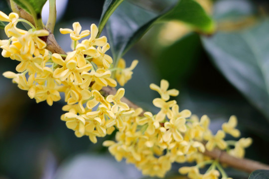 桂花枝