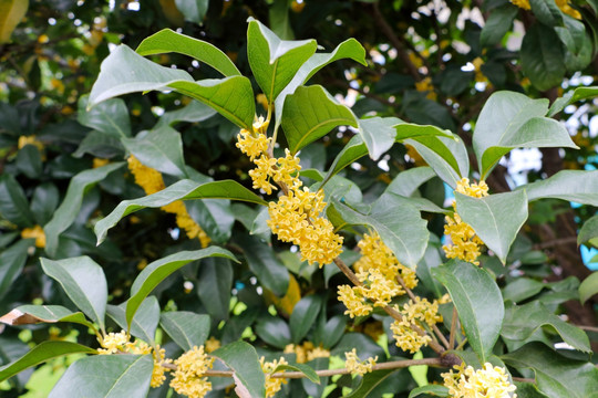 桂花花枝