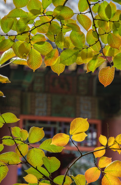 颐和园秋日风景