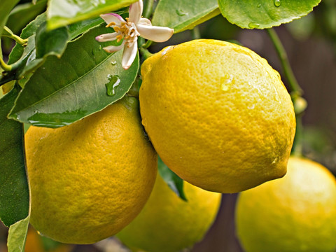 树上柠檬 成熟柠檬