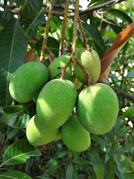 成熟芒果 芒果树