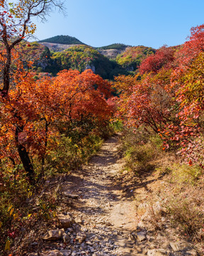 大山红叶