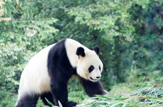 中华大熊猫