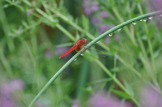 霓虹灯蜻蜓