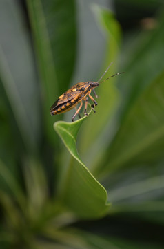 甲虫