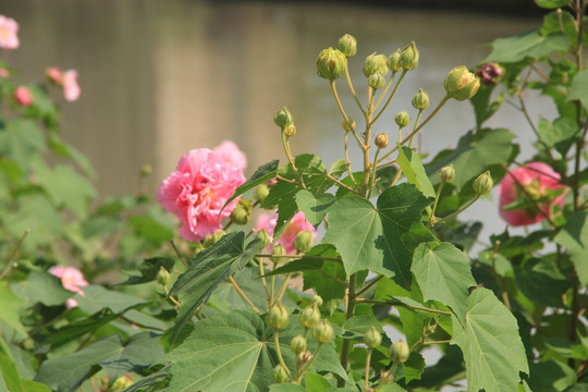 木芙蓉 芙蓉花 木莲