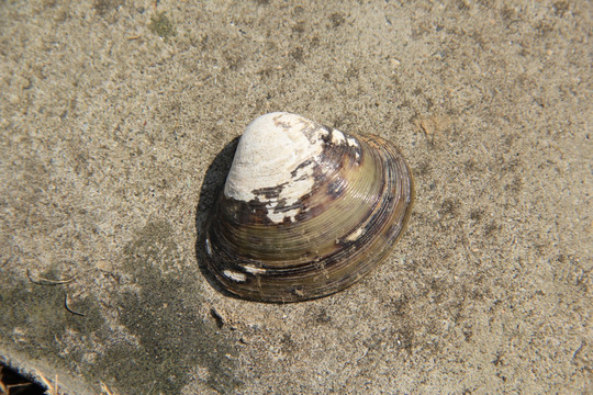 水泥背景上的小贝壳