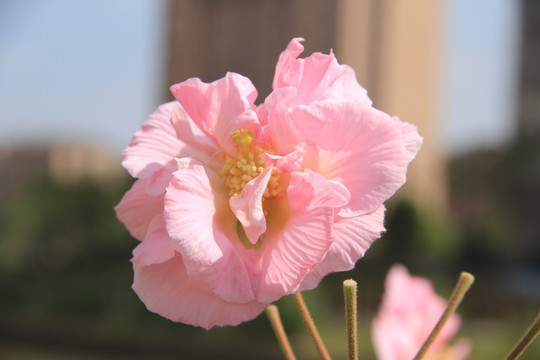 木芙蓉 芙蓉花