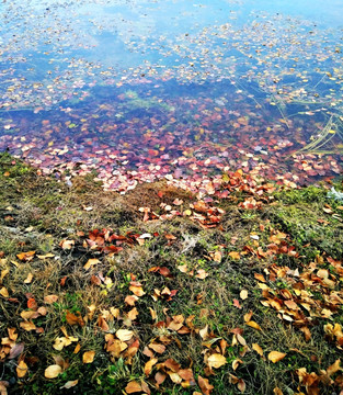 水面落叶红叶