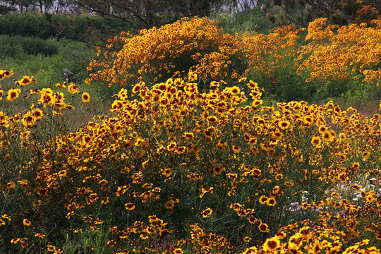 公园 花朵绽放 盛开 花簇