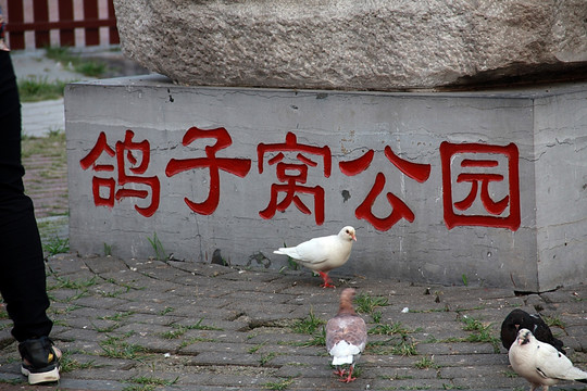 北戴河 鸽子窝公园 大海