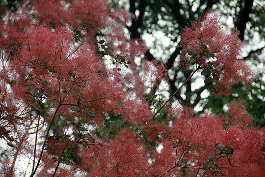 樹上紅色花簇