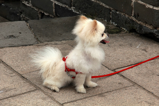 小白狗狗