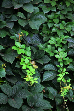 路边 绿色植物特写