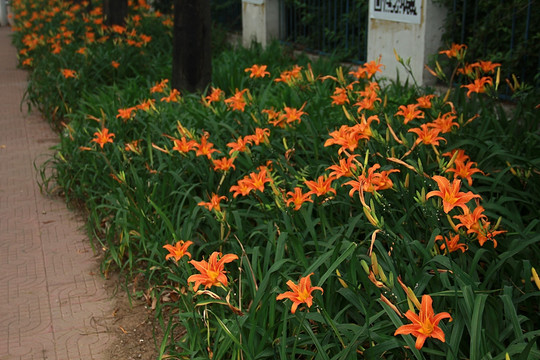 公园 花朵绽放 盛开