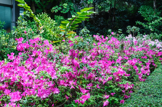 杜鹃花