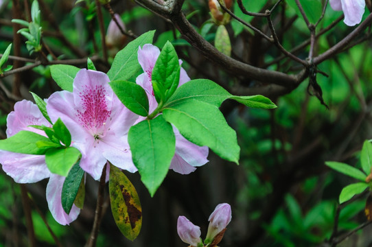 杜鹃花