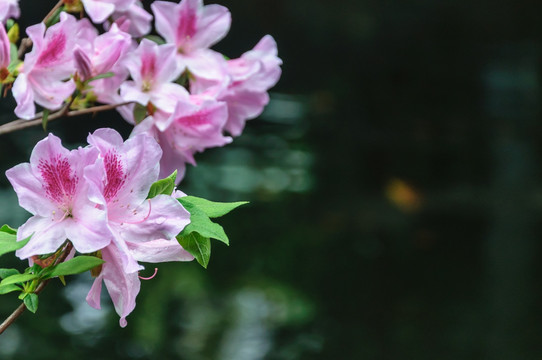 杜鹃花