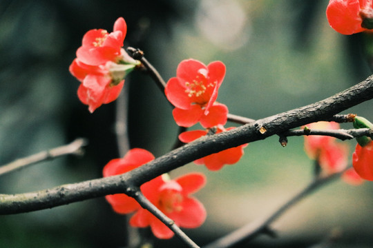 成都锦里摄影桃花花卉