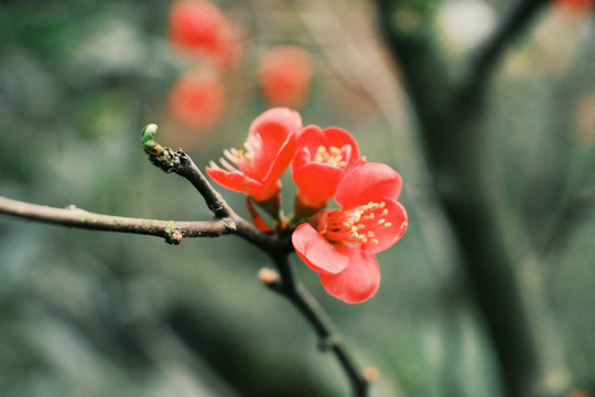 成都锦里摄影花卉桃花