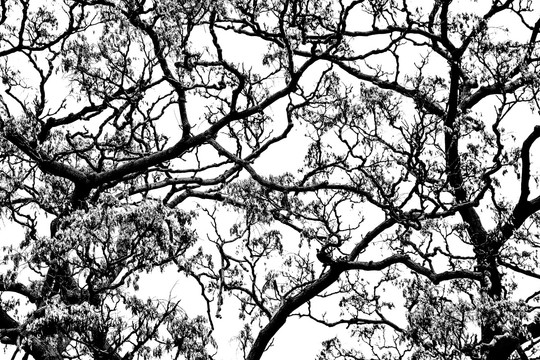 树干树枝 黑白
