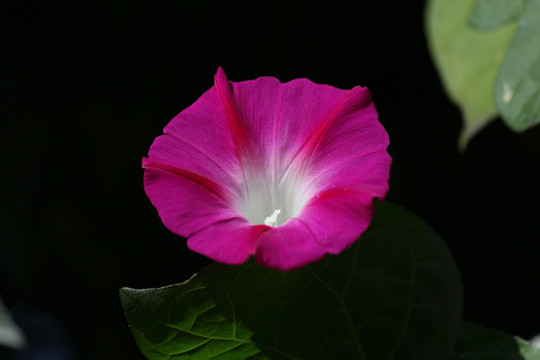 牵牛花 喇叭花 粉 白 蓝 花