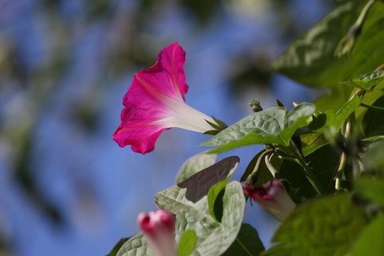 牵牛花 喇叭花 粉 白 蓝 花