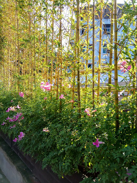 竹林绿化带 景观园林 花丛绿化