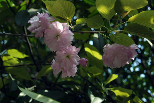 樱花