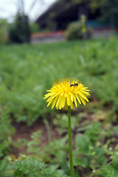 蒲公英小黄花