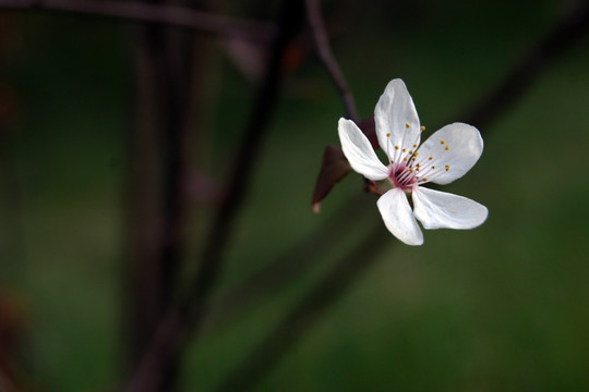 桃花