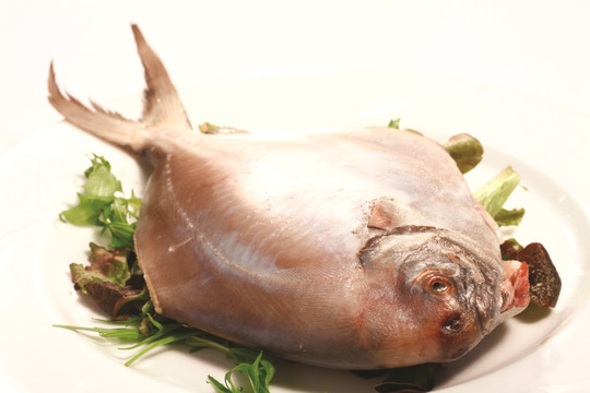 鯧魚