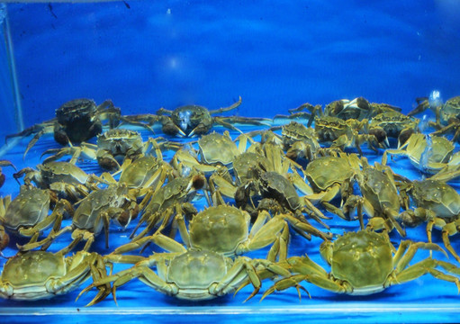 螃蟹 水中螃蟹