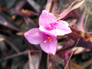 紫萝兰花