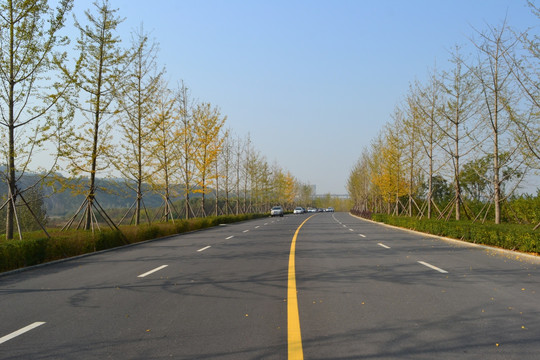 银杏树和公路