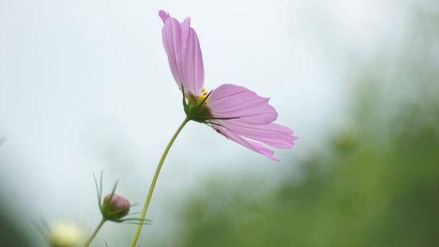 格桑花