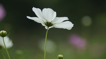 格桑花