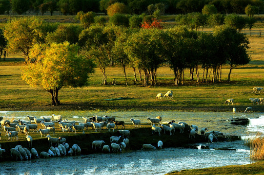草原秋季湿地羊群