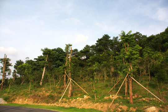 南宁青秀山鸟瞰