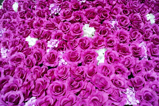 紫色玫瑰花海