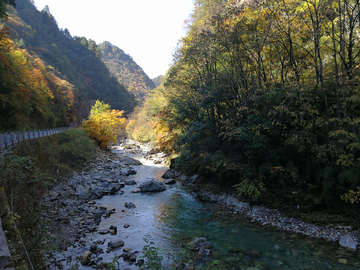 神龙架红叶