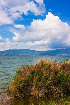 抚仙湖岸边芦苇