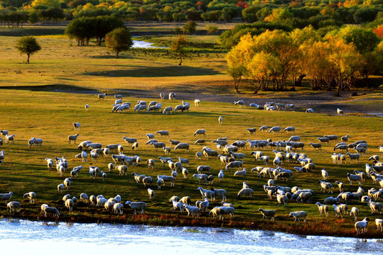 秋季湿地羊群