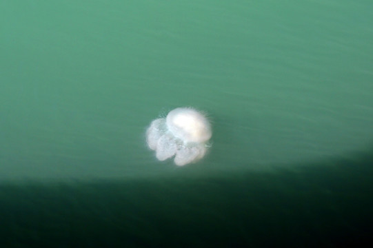 海中游动的水母